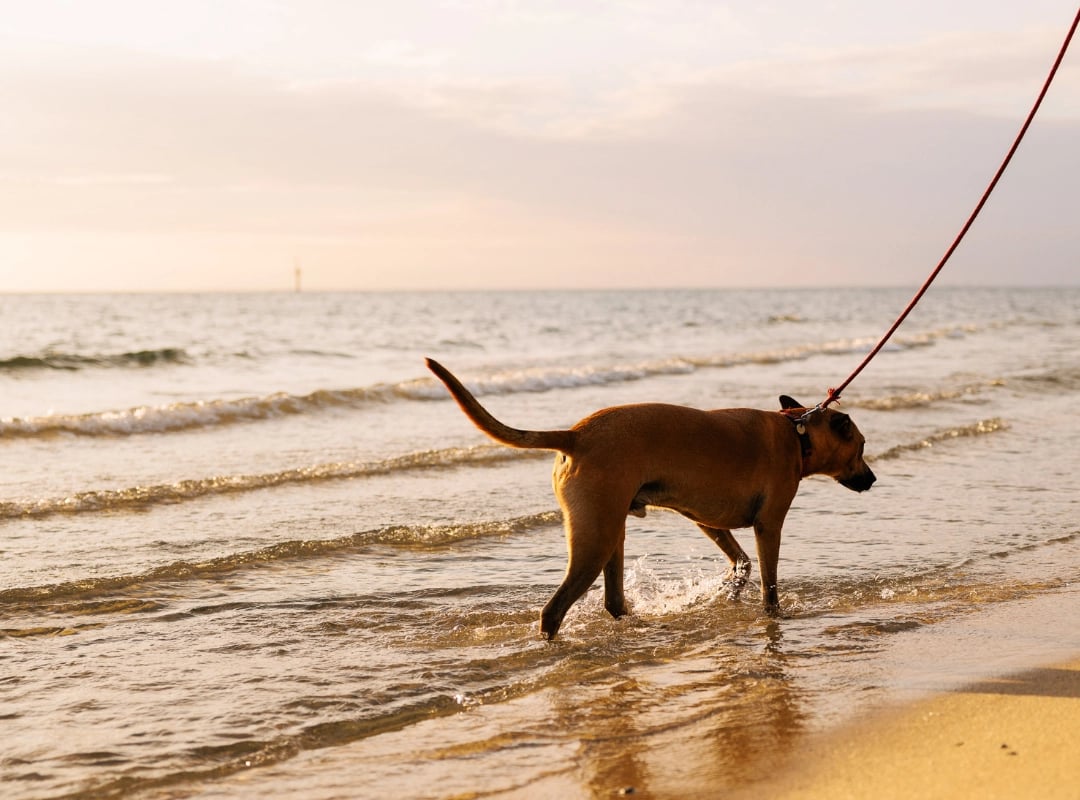 IGLiving_Dog